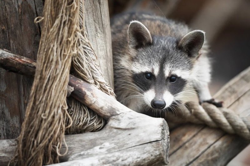 Енота Сеню перевели на правильное питание как нелегал из США живет в новом доме