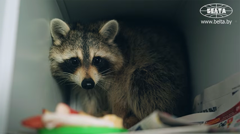 У девочкиенота приехавшей из США появился потенциальный жених