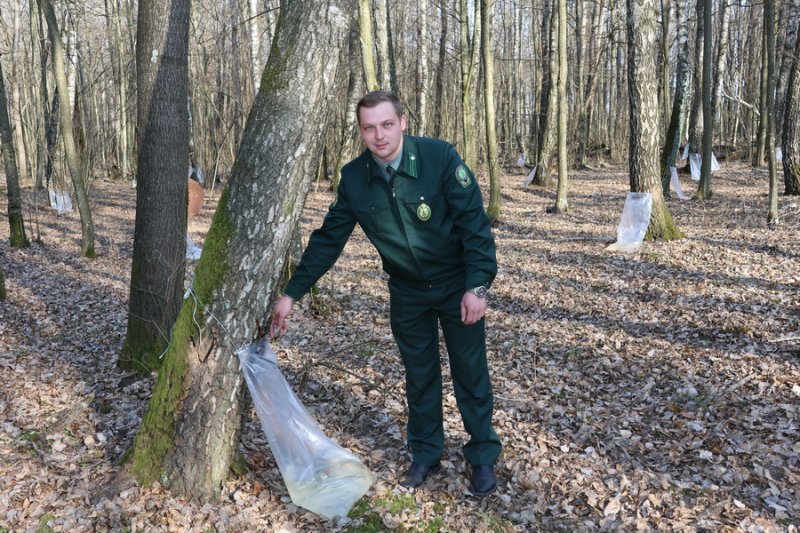 Напиток солнца и леса в Зельве собирают берёзовый сок