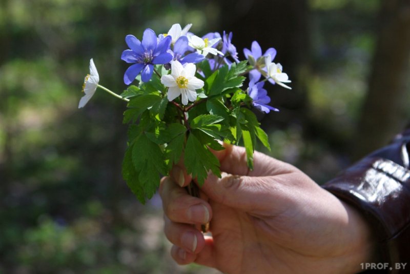 Весенние цветы под защитой какие штрафы грозят за сбор первоцветов и черемши