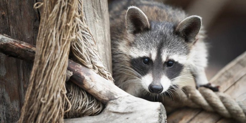 Енотиха Есения из США обрела семью в Барановичах у нее появился муж