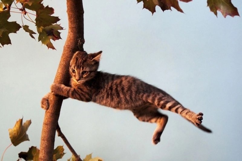 Внимание Сильный ветер МЧС предупреждает зельвенцев об опасном погодном явлении