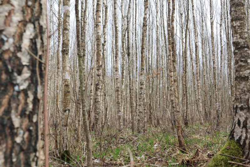 О правилах поведения в лесу ограничениях и запретах