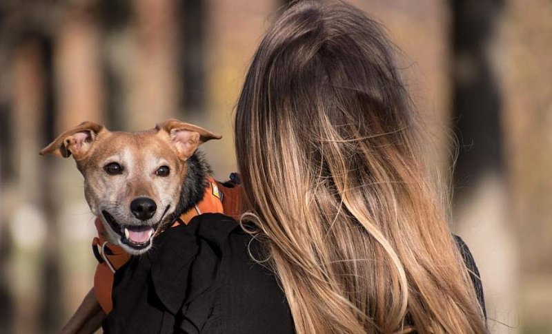Как в Беларуси будут вычислять тех кто не платит налог на собак и скрывает питомца
