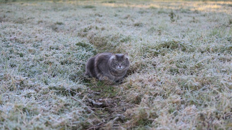 Штормовое предупреждение в Беларуси ожидаются заморозки до С