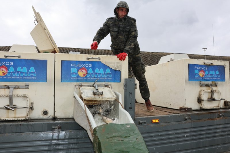 ФОТОФАКТ белый амур пополнил запасы Зельвенского водохранилища