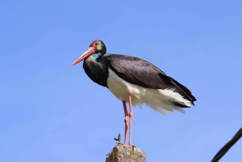 Душераздирающая история краснокнижный черный аист уже шесть лет ищет пару