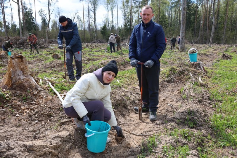 Объединились для доброго дела Работники Зельвенского райисполкома трудились на посадке леса
