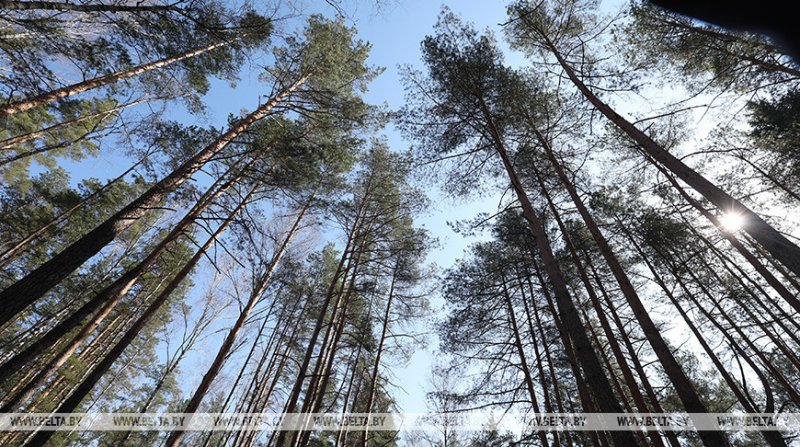 В трех районах Гродненской области введен полный запрет на посещение лесов