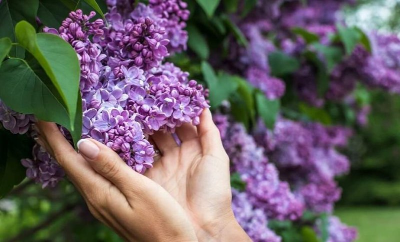 Сирень где можно а где нельзя собирать цветы
