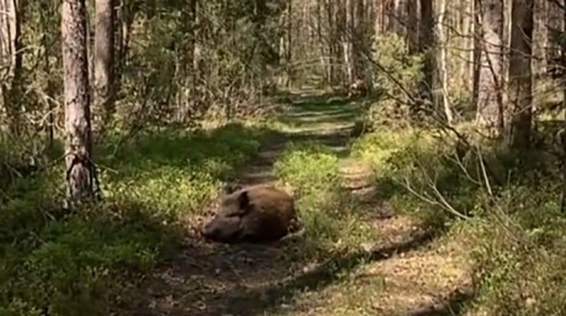 Он не укусит аккуратно берет из рук конфету Видео с диким кабаном который обожает сладости покоряет соцсети