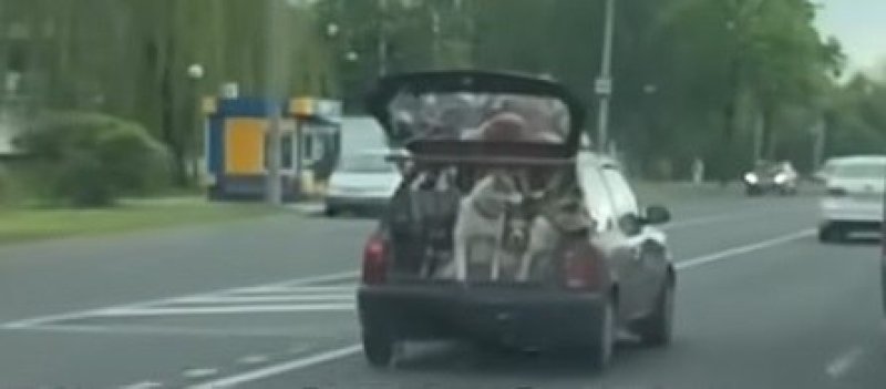 В Гродно нашли водителя катавшего собак в открытом багажнике