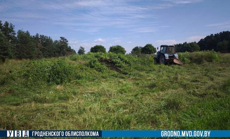 В Гродненском районе уничтожено более  тонн дикорастущей конопли