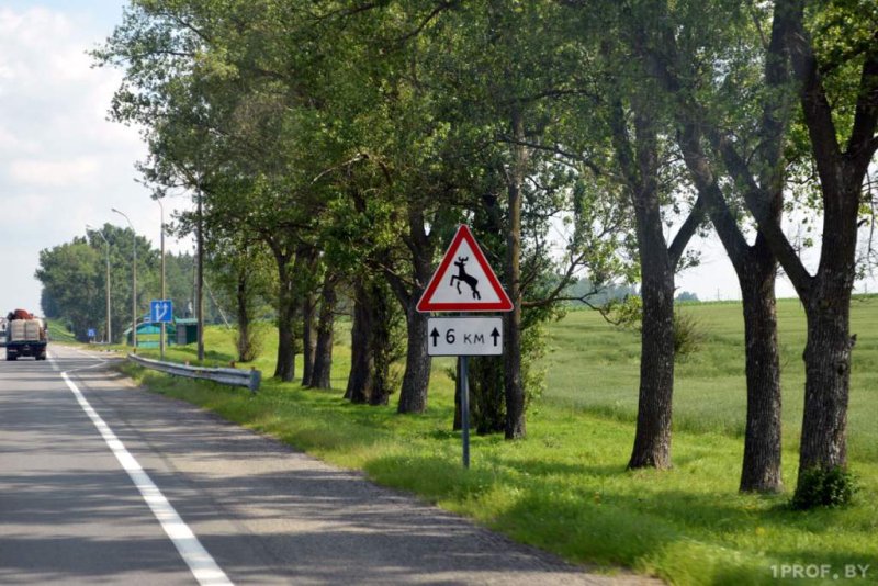 На дорогах Беларуси внедрят новую систему защиты от животных