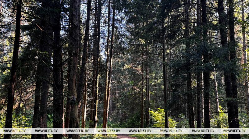 Запрет на посещение лесов действует в  районе Беларуси